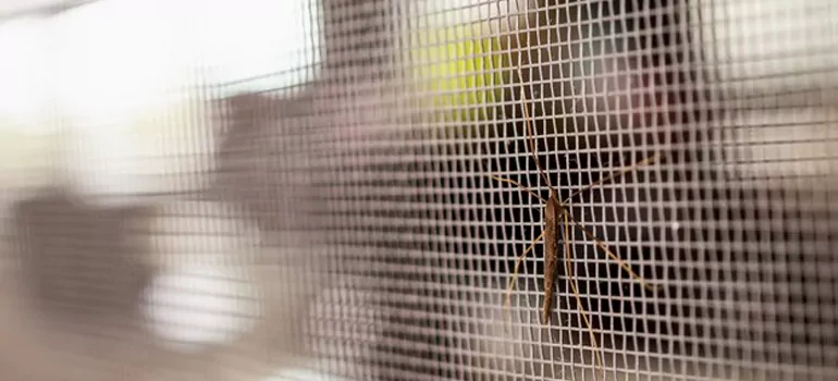 Repair Mosquito Mesh For Windows in Lake Magdalene, FL